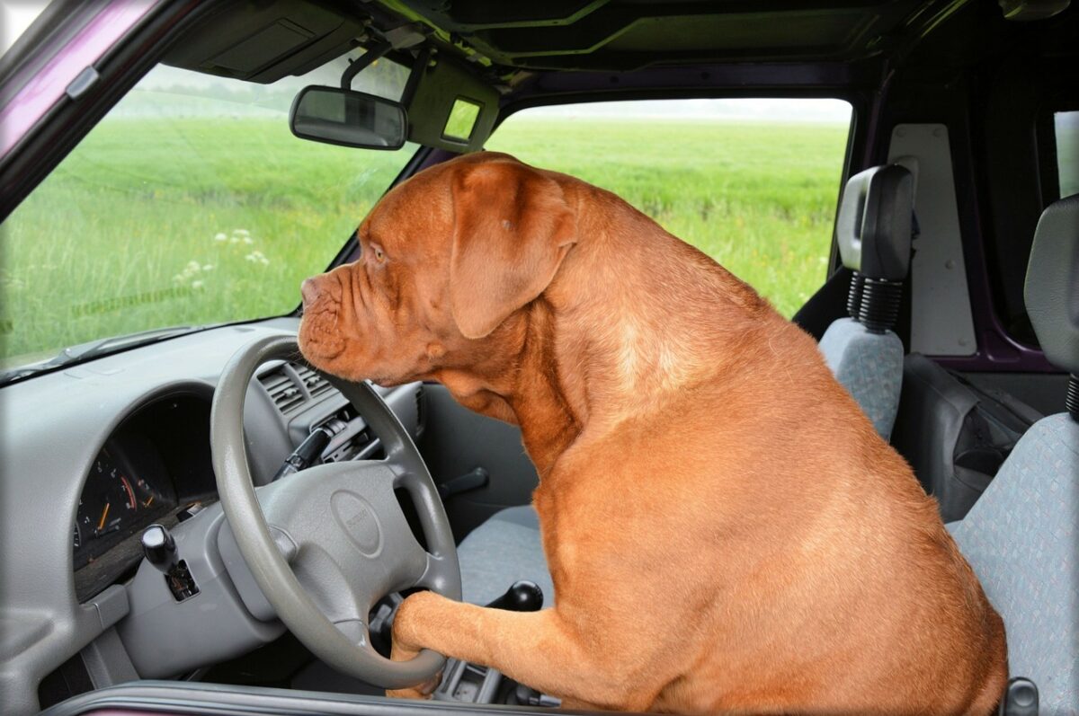 dog-driving