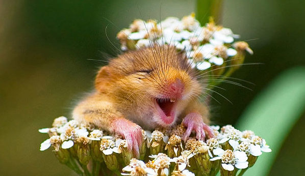 cute animal pictures to make you smile